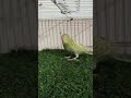 MASHALLAH GREEN OPLINE DUN FELLOW/BF/HOGO FEMALE....AGE 2.5 SE 3 MONTH I FOR SALE I PARROT TO BIRDS