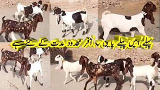 Young female goats for New goat Farm