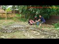 Time Lapse: 72 hours to harvest ginger and bring it to market - Giant python hiding in the farm.