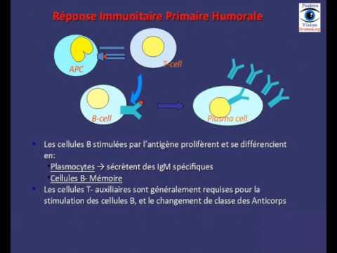 Maladie Coeliaque hypersensibilité au Gluten