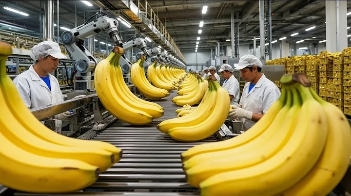 Production Process Of Modern Dried Bananas | Factory Secrets That No One Tells You
