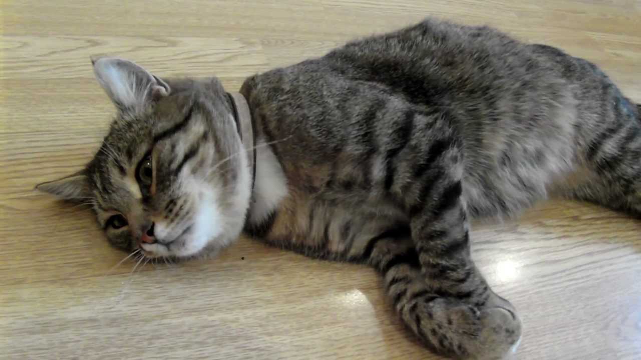 Кот с уникальным мурчанием