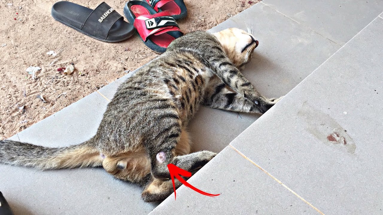 100 Animal cat Mrr cat Cat foot injury omg video 2023 Cat pich