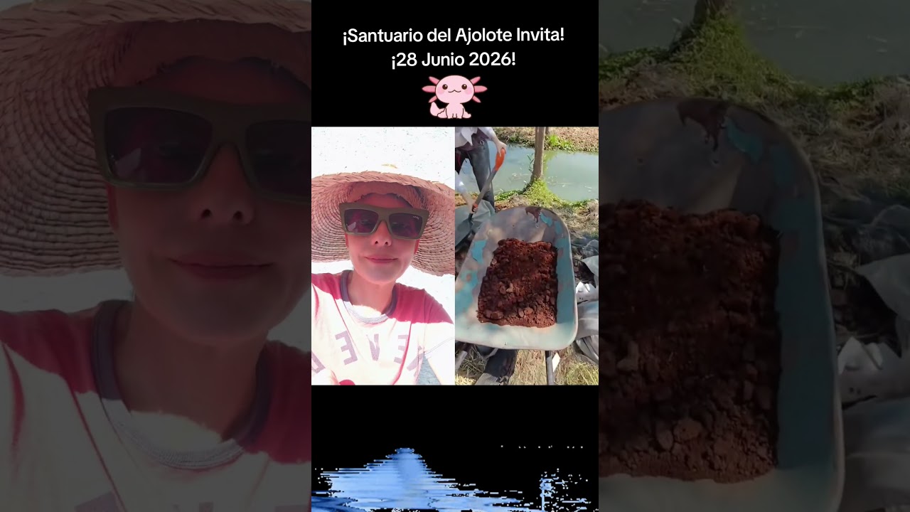 ¡Vamos! #chinampas #agua #vida #ahjaima @SantuarioAjolote
