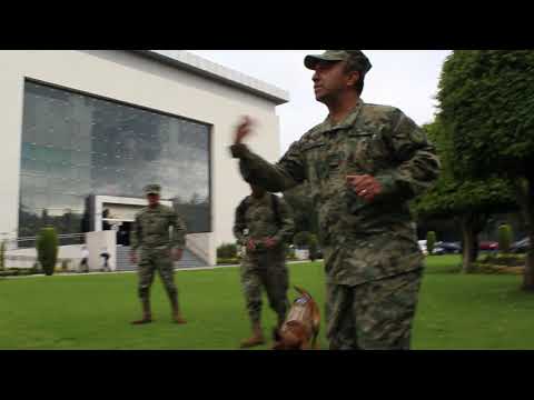 Video: Campamentos de entrenamiento para perros