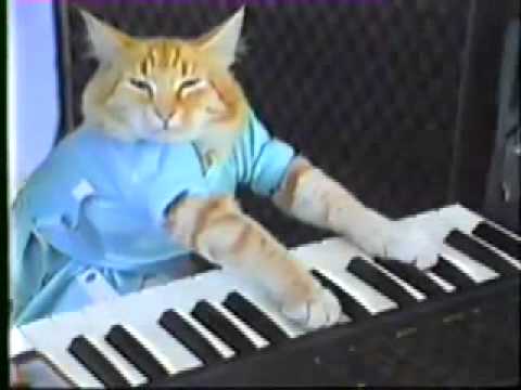 original-keyboard-cat!