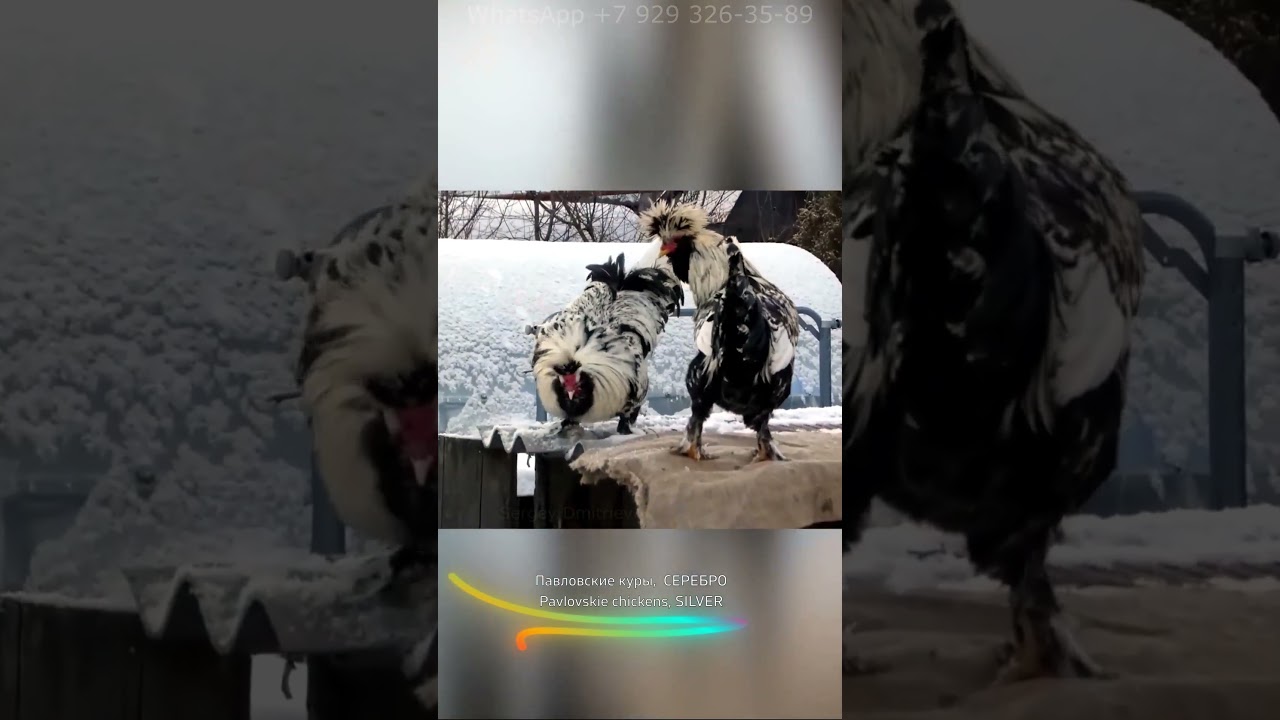 "Петушки распетушились, Но подраться не решились 