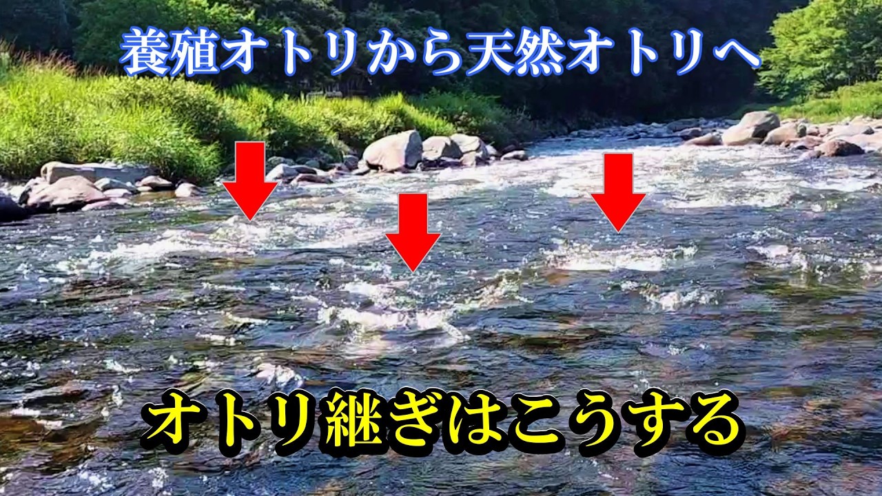 Ayu Sweetfish Friend Fishing: How to Catch Your First One [Must