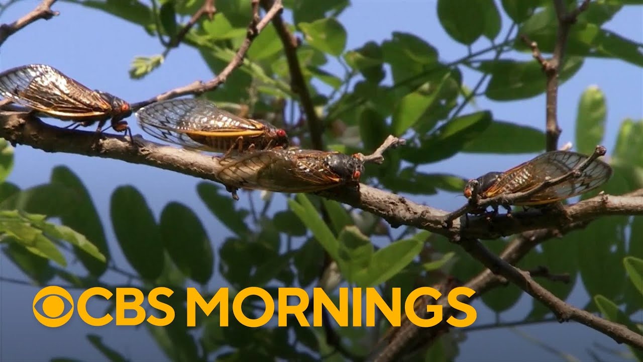 Amazing Cicada Life Cycle | Sir David Attenborough's Life In the Undergrowth | BBC