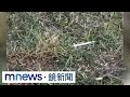 林園幸福公園驚見針筒！　民眾：疑施打毒品｜#鏡新聞