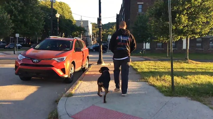 5 month old Rottweiler, Khaleesi ||| Bethlehem Dog Trainers: Off Leash K9 Training