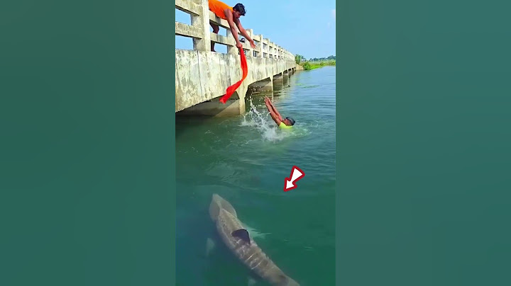 WOW DIDATANGI IKAN HIU BESAR DIDEKET JEMBATAN #shark #vidioshorts #feedshorts