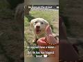 "The Albino Street Dog with a Golden Heart 🤍🐾"