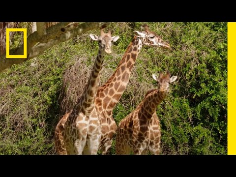 How Giraffes are Fed at Disney