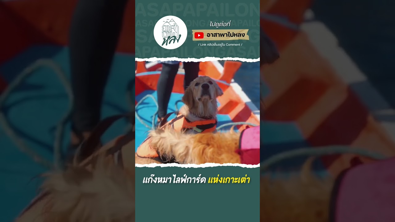 ว่ายน้ำกับโกลเด้นเกาะเต่าครั้งแรกในชีวิต #อาสาพาไปหลง #ท่องเที่ยว #หนีร้อน #เกาะเต่า #ว่ายน้ำ