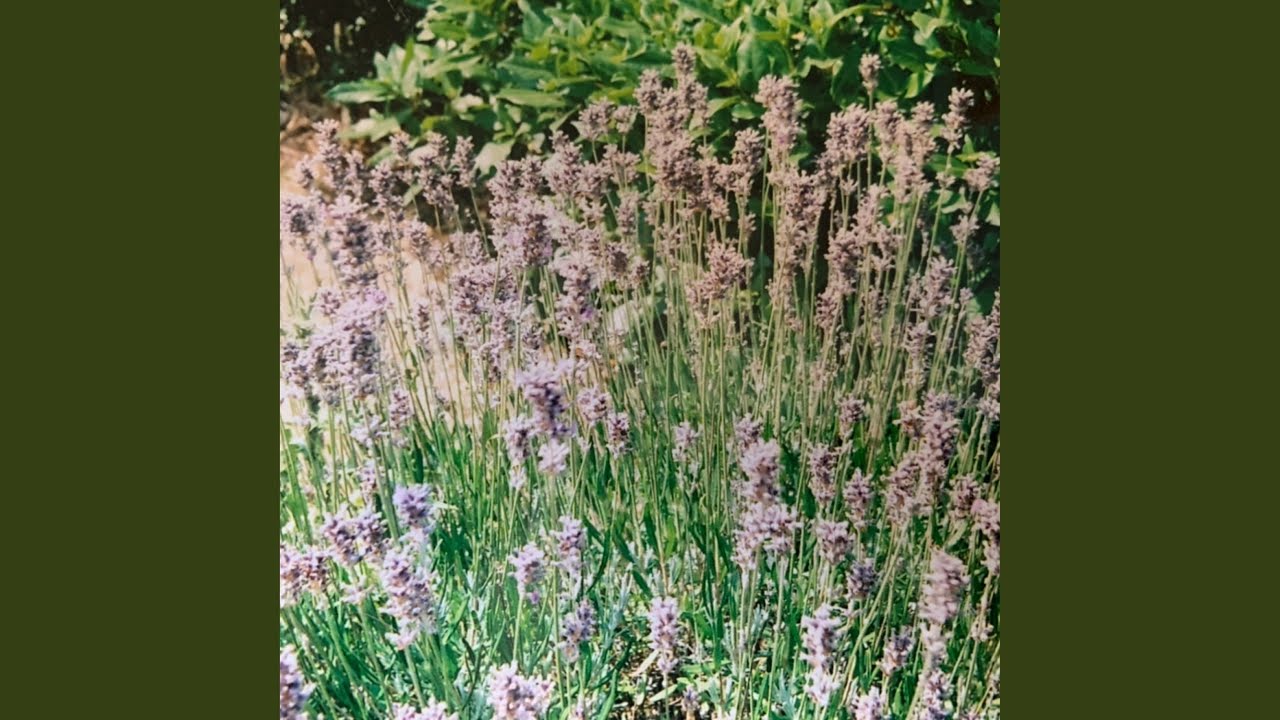 7543 (feat. Olive Branch) YouTube