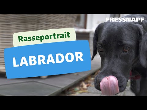 Video: Fakten zu Black Labradors