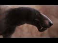 Gorgonopsians permian sabretooth predators