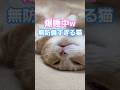 爆睡中の猫が起きたら…#ねこ #cat #猫 #睡眠 #スコティッシュフォールド #scottishfold #子猫 #shorts