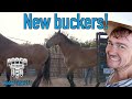 New buckin horses at Radiator Ranch - Rodeo Time 211