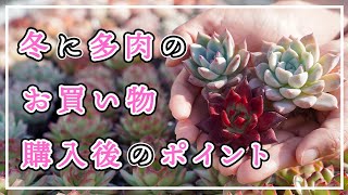 【多肉植物】冬にエケベリアを購入！カット苗、根付き苗