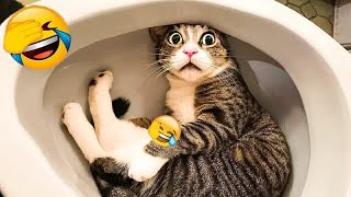 😅🤣 Funniest Dogs and Cats 🐕😆 Best Funny Animal Videos #14