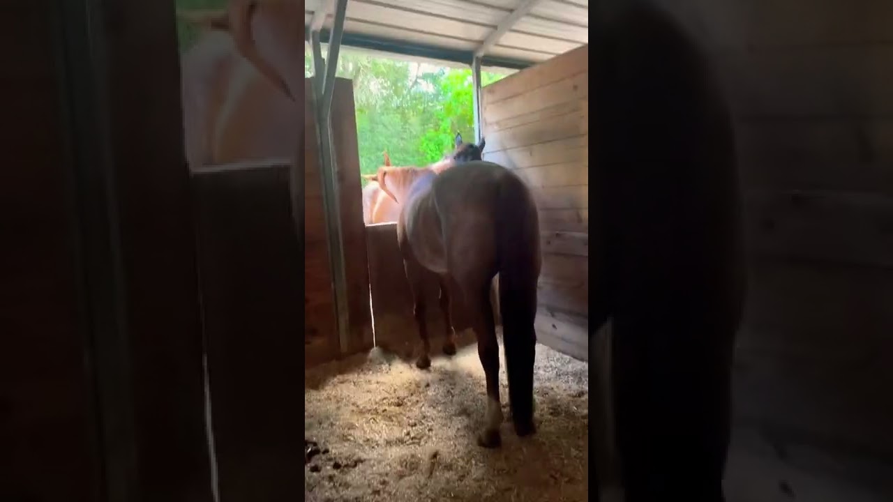 Dean and desi grooming each other! So sweet!!!