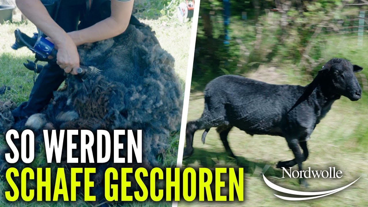 So werden unsere Schafe geschoren 🐑🐑🐑 !