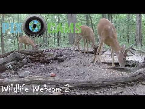 Animaux sauvages dans la réserve Diffusion en direct