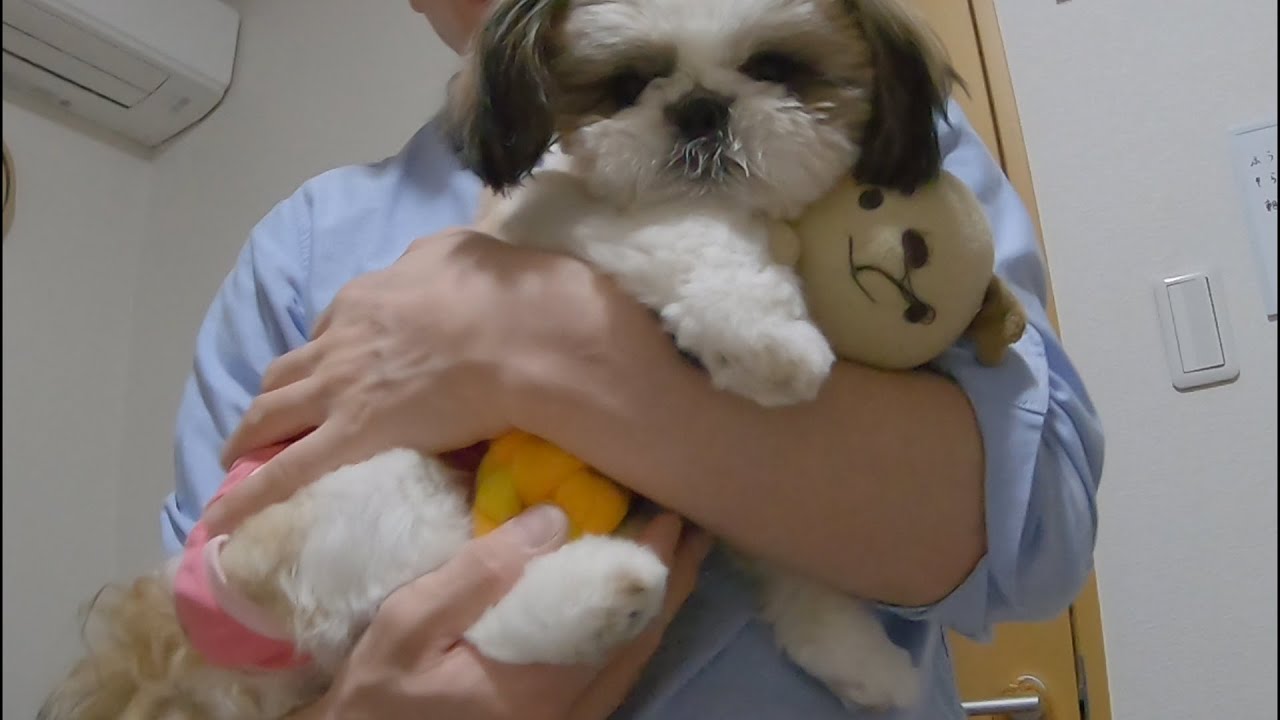 生後6ヶ月の子犬 避妊手術を受けてきました【シーズー】 YouTube