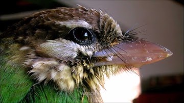 POTD#54 - Keratin in Feathers