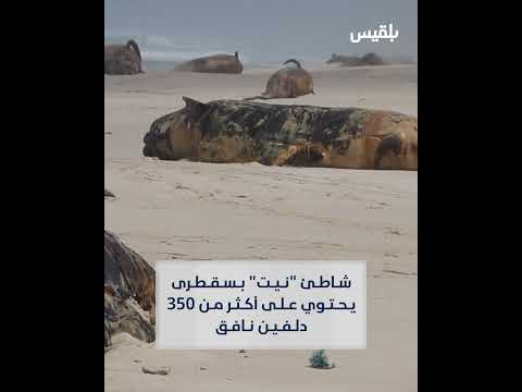 نفوق 350 دلفيناً في سقطرى يتسبب في نزوح مؤقت للسكان