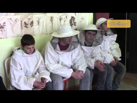 ფუტკარი ჯანმრთელობის და განვითარების საწინდარია