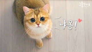 Watch the cute cat meow