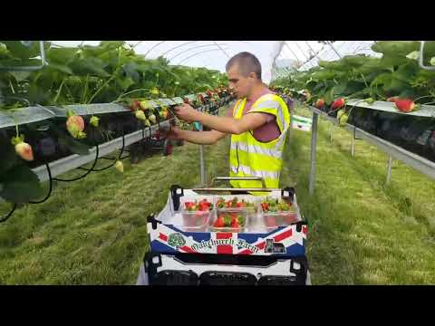 Видео: Как да берем портокали - съвети за бране на портокали в градината