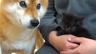 When the kitten came home from the hospital, the Shiba Inu's parental love was in full swing.