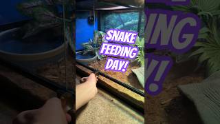 Hand Feeding Jumpy Honduran Milk Snake 🐍 #snakes #reptiles #animals