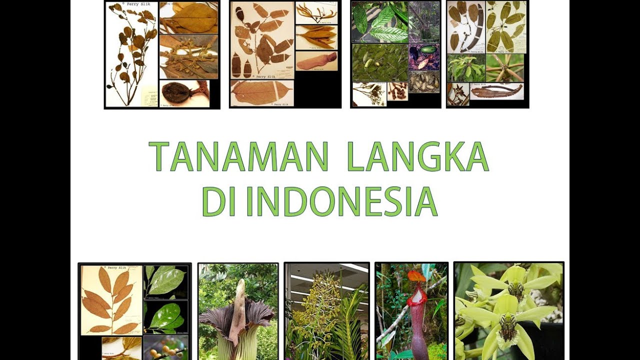  Tanaman Langka Di Indonesia  YouTube