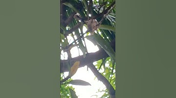 The birds on the nest up on my mango tree #birdsounds #nature