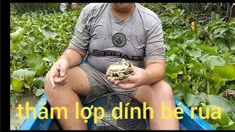 Thăm lợp trúng mánh,dính rùa, cá lóc, cá trê, rô đồng, cá thác lác, cá lau kiếng...