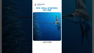 시속 100km 로 돌진하는 바다 생물