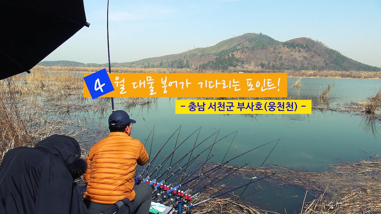 [자연지] 144.4월 대물붕어가 기다리는 포인트! -  충남 서천군 부사호(웅천천)(2023.3.22)