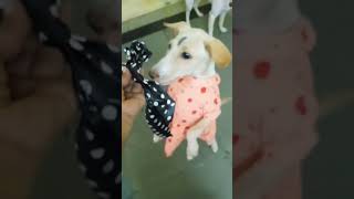 anthramalicute Pet  dog Lovers 