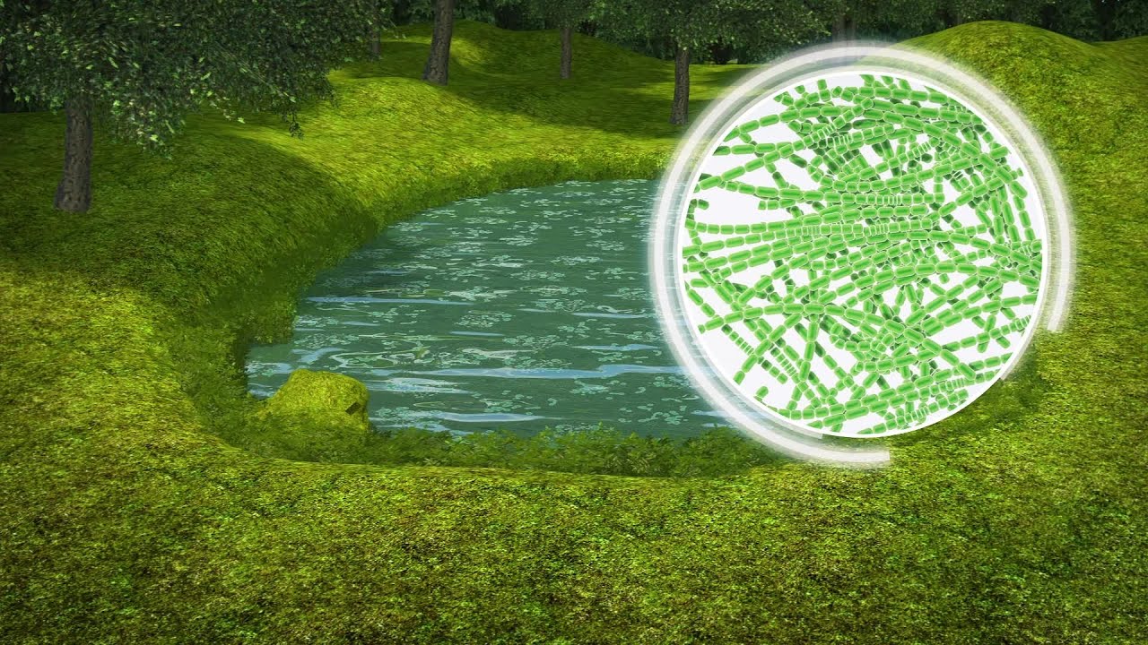 How toxic blue-green algae can poison dogs