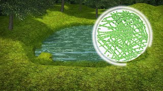 How Toxic Blue-Green Algae Can Poison Dogs