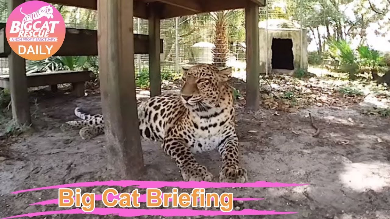 leopard print Big Cat Rescue Flash Briefing 09 22 2019