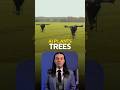 Drone tree-planting restores forests 150x faster with AI precision.