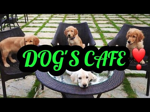 Video: 150+ Worsthonden Mengen Zich Met Hondenliefhebbers In Pop-Up Dog Cafe