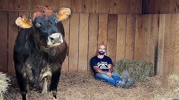 Blind Rescue Cow Melts Every Time She Hears Her Favorite Song