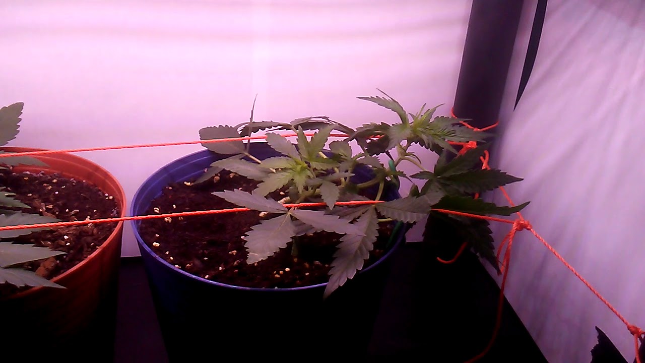 Auto Malawi x Northern lights DAY 26 from seed